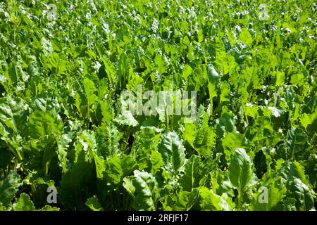 parties vertes de la plante de betterave à sucre dans la saison estivale sur un champ agricole, betteraves tops pour la production de sucre Banque D'Images