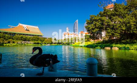 Paysage du lac Furong à l'Université de Xiamen avec un cygne noir Banque D'Images