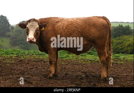 vache dans un champ boueux Banque D'Images