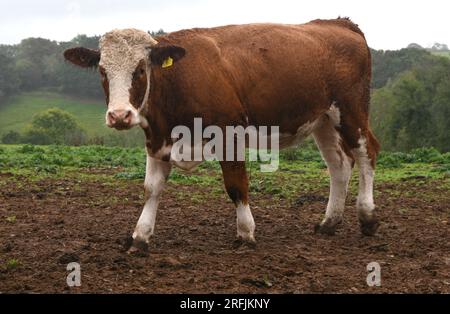 vache dans un champ boueux Banque D'Images