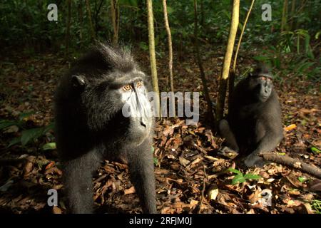 Macaques à crête noire de Sulawesi (Macaca nigra) dans la réserve naturelle de Tangkoko, Sulawesi du Nord, Indonésie. La température a augmenté dans la forêt de Tangkoko et l'abondance globale des fruits a diminué, selon une équipe de scientifiques dirigée par Marine Joly, publiée dans International Journal of Primatology en juillet 2023 (accessible par Springer). « Entre 2012 et 2020, les températures ont augmenté jusqu’à 0,2 degrés Celsius par an dans la forêt, et l’abondance globale des fruits a diminué de 1 pour cent par an », ont-ils écrit. Banque D'Images