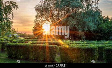 Labyrinthe de haies. Le soleil couchant derrière les arbres. Magnifique parc. Parc Cegielnia, Zory Banque D'Images