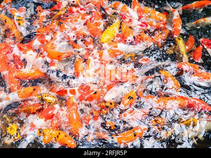 Grand banc de poissons koi nageant très près les uns des autres. Banque D'Images