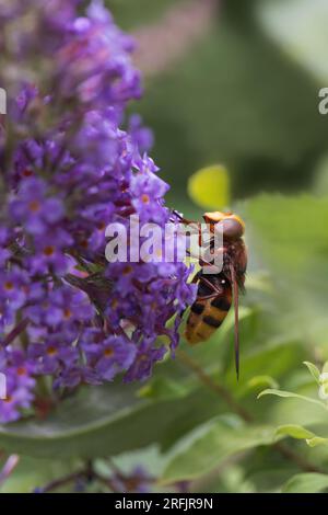 L'aéroglisseur imite le frelon [ Volucella zonaria ] se nourrissant de fleurs de Bouddleia Banque D'Images