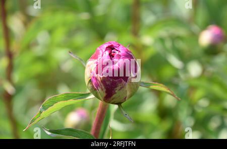 Gros plan d'une fleur de pivoine rose en herbe prête à fleurir. Banque D'Images