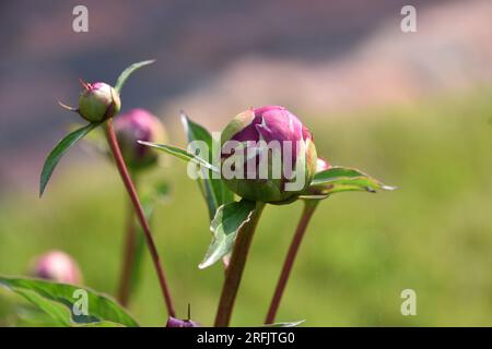 Pivoines en herbe dans un jardin luxuriant prêt à fleurir. Banque D'Images