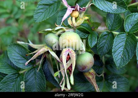 Crues, roses vertes, Rosa rugosa Banque D'Images