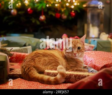Chaton au gingembre sur des cadeaux de noël emballés de couleurs vives avec arbre décoré en arrière-plan Banque D'Images