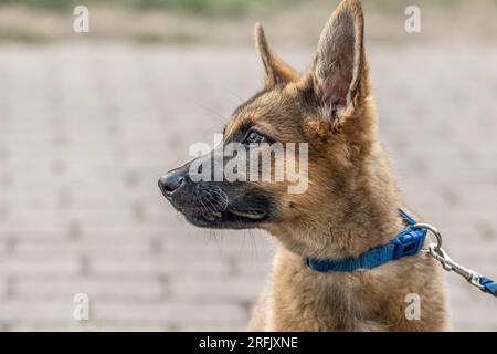 Mignon brun berger allemand chien bébé chiot regarde de près le propriétaire. Banque D'Images