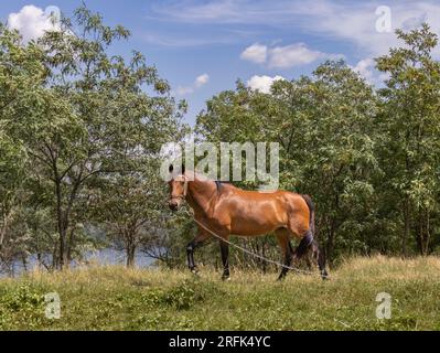 Beau cheval regardant la caméra, étant attaché dans une forêt par une chaude journée sommer Banque D'Images