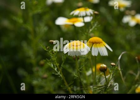 Glebionis coronaria, anciennement appelé Chrysanthemum coronarium, est originaire de la région méditerranéenne Banque D'Images