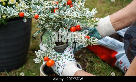 Les mains du jardinier plantant la plante ornementale Cerise de Jérusalem variégée (solanum pseudocapsicum variegata), plante d'hiver avec des baies rouges de cerise en pot Banque D'Images