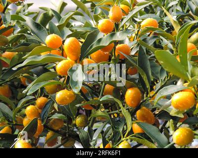 Fortunella margarita Kumquats (cumquats ) feuillage et fruits sur kumquat. Beaucoup de fruits de kumquat mûrs Banque D'Images