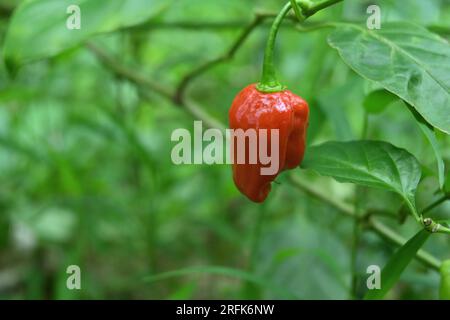 Une vue rapprochée d'un fruit rouge mûr de piment Capsicum Chinense suspendu à la plante de piment dans le jardin de la maison Banque D'Images