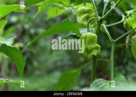 Vue d'un fruit de Chili Capsicum Chinense de couleur verte se développant sur la tige de la plante Chili Banque D'Images