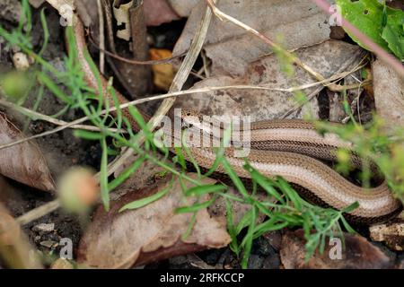 Ver lent Anguis fragilis, serpent doré bronze comme le corps mais est un lézard sans jambes dans la zone ensoleillée du jardin près de la couverture de vieilles feuilles et de la végétation Banque D'Images