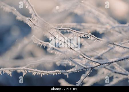 Cristaux de glace scintillants sur des branches d'arbres gelées un matin d'hiver Banque D'Images