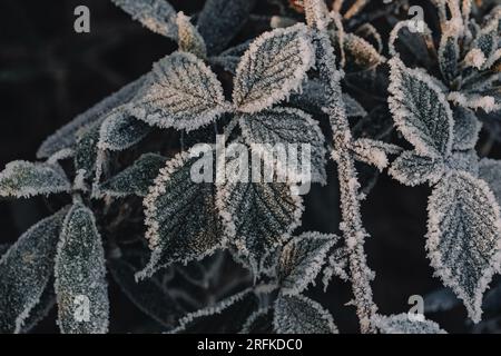 Feuilles Bramble couvertes de gel et de cristaux de glace en hiver Banque D'Images