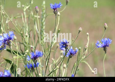 Le bleuet bleu (Centaurea cyanus) fleurit dans le champ parmi les herbes Banque D'Images