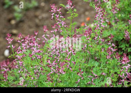 Fumaria officinalis fleurit dans la nature au printemps Banque D'Images