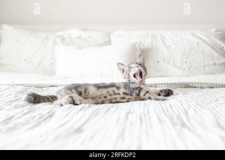 Chaton gris et blanc endormi avec large bâillement posé sur le lit Banque D'Images