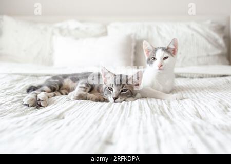 Deux chatons mâles reposant ensemble sur le lit Banque D'Images