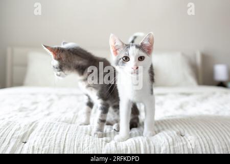 Chatons blancs et gris debout ensemble sur le lit Banque D'Images
