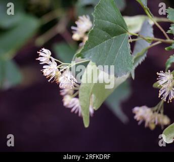 Au début de l'été, un tilleul fleurit sur une branche d'arbre Banque D'Images
