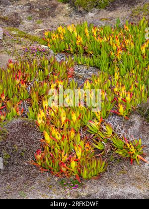 Plantes succulentes, poussant sur Sand Dunes, nr Corn Near Road, Tresco, Isles of Scilly, Cornouailles, Angleterre, ROYAUME-UNI, GB. Banque D'Images