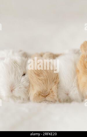 litière de bébés lapins se blottissent ensemble sur la couverture Banque D'Images