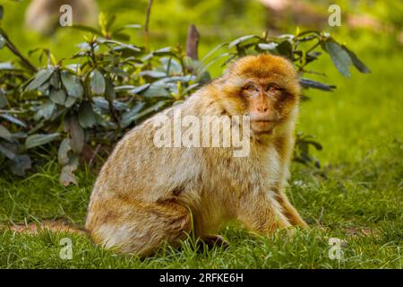 Barbary Macaque, Monkey Forest, Trentham, Royaume-Uni Banque D'Images