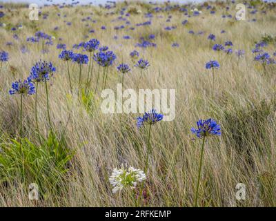 Agapanthus umbellatus, Lilly of the Nile, Growing on Sand Dunes, nr Corn Near Road, Tresco, Isles of Scilly, Cornouailles, Angleterre, ROYAUME-UNI, GB. Banque D'Images