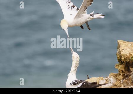 Un fane plane au-dessus d'un autre sur les falaises de Bempton, réserve naturelle de la RSPB, E. Yorkshire, Royaume-Uni Banque D'Images