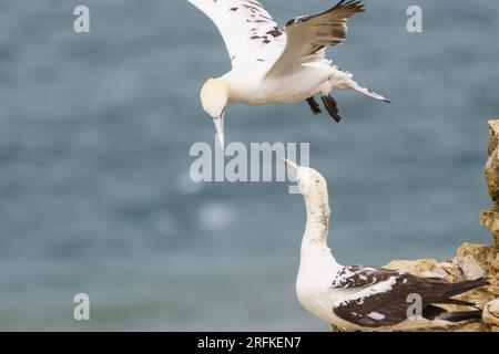 Un fane plane au-dessus d'un autre sur les falaises de Bempton, réserve naturelle de la RSPB, E. Yorkshire, Royaume-Uni Banque D'Images