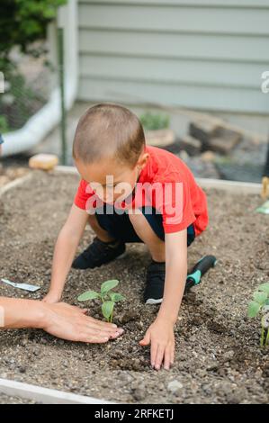 Jeune garçon plantant des semis dans le lit de jardin avec un adulte aidant Banque D'Images