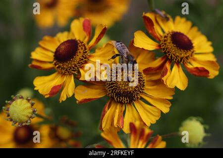 une abeille de miel sur une fleur d'éternuement commune dans le jardin d'été Banque D'Images