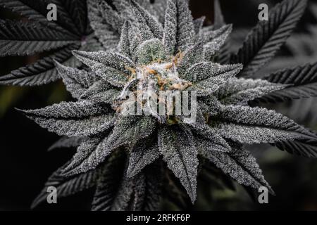 Macrophotographie de fleurs de plantes de cannabis sativa et indica. Banque D'Images