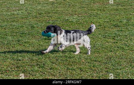 Travail Springer et Cocker Spaniels session de formation de chien de pistolet de pratique scurries. Les épaisses couraient, sautaient des clôtures et volaient au-dessus et arou Banque D'Images