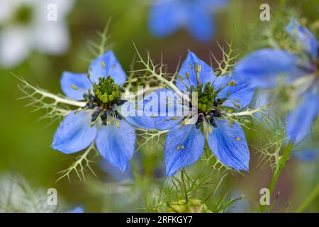 Nigella sativa, cumin noir, famille Buttercup, gros plan de jolies fleurs bleues Banque D'Images