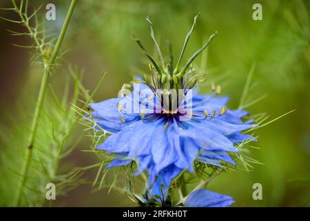 Nigella sativa, cumin noir, famille Buttercup, gros plan jolie fleur bleue Banque D'Images