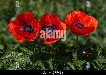 Coquelicots Banque D'Images