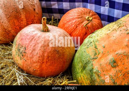 Citrouilles sur un marché à Spreewald, en Allemagne, en automne Banque D'Images