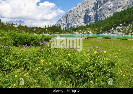 Le bec de cranesbec de bois (Geranium sylvaticum) pousse dans une prairie du lac Sorapis près de Cortina d'Ampezzo dans la région de Vénétie et de la province de Belluno dans l'Ital Banque D'Images