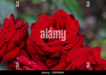 un bouquet de roses rouge vif en pleine floraison dans le jardin d'été Banque D'Images