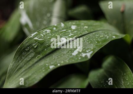 Les feuilles de Lily de la vallée couvertes de gouttes de pluie Banque D'Images