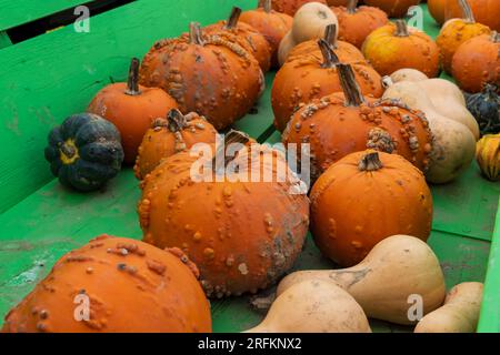 Récolte d'automne courges colorées et citrouilles . Banque D'Images