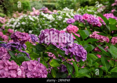 Jardin Hydrangea dans le Devon avec Mophead Hydrangea macrophylla Renata Steigner à l'avant Banque D'Images