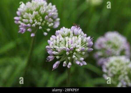 Allium senescens, communément appelé plante vieillissante en fleurs de ciboulette dans le jardin d'été Banque D'Images