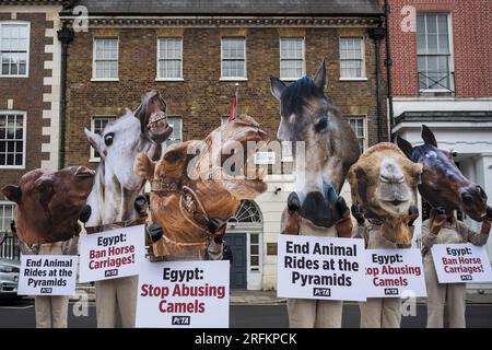 Londres, Royaume-Uni. 4 août 2023. Les partisans de PETA portant des « sabots » et des masques géants de chevaux et de chameaux manifestent devant l’ambassade égyptienne avec « End Animal Rides at the Pyramides’s Signs », pour exhorter le gouvernement égyptien à interdire l’utilisation de chevaux et de chameaux pour transporter les touristes dans les pyramides et, à la place, utiliser des chariots électriques ainsi que demander aux visiteurs d'éviter de grimper sur le dos des animaux maltraités. Crédit : Stephen Chung / Alamy Live News Banque D'Images