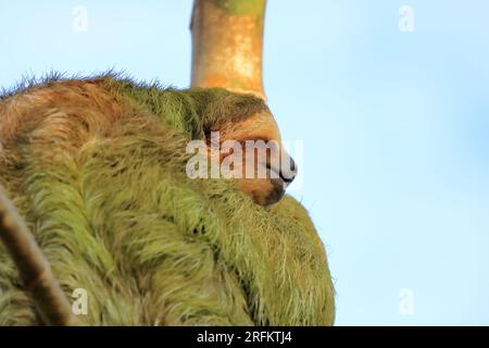 Adorable sloth accroché à la branche de l'arbre avec regard drôle de visage, portrait d'animal sauvage dans la forêt tropicale du Costa Rica, Bradypus variegatus, un brun-throated Banque D'Images